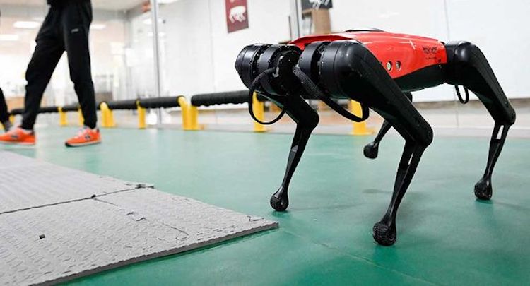 купить робота AlphaDog C200